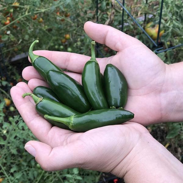 Jalapeño