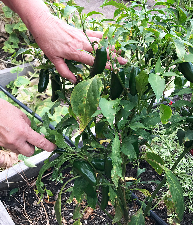 Jalapeño