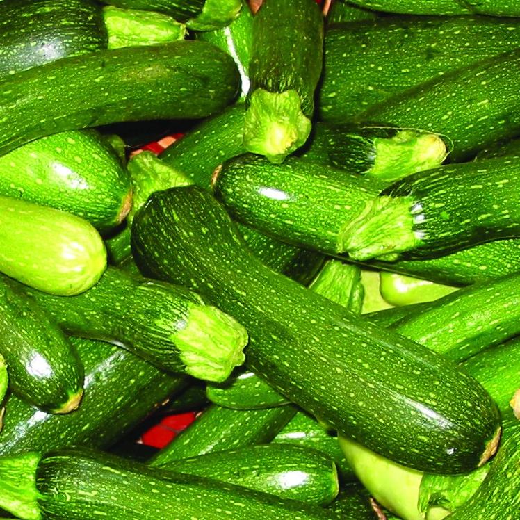Grey Zucchini