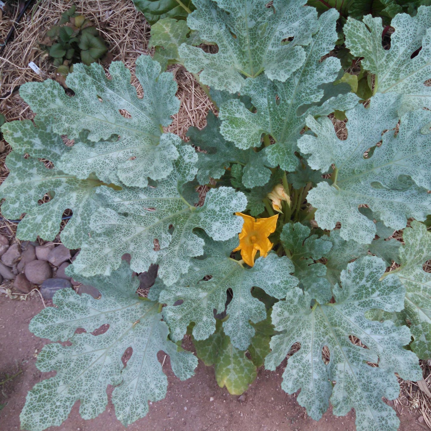 Grey Zucchini