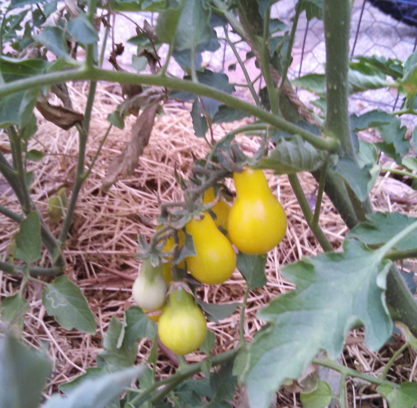 Yellow Pear Tomato