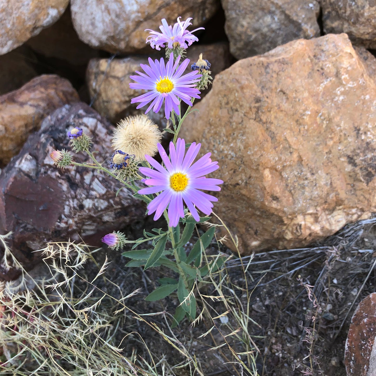Tahoka Daisy