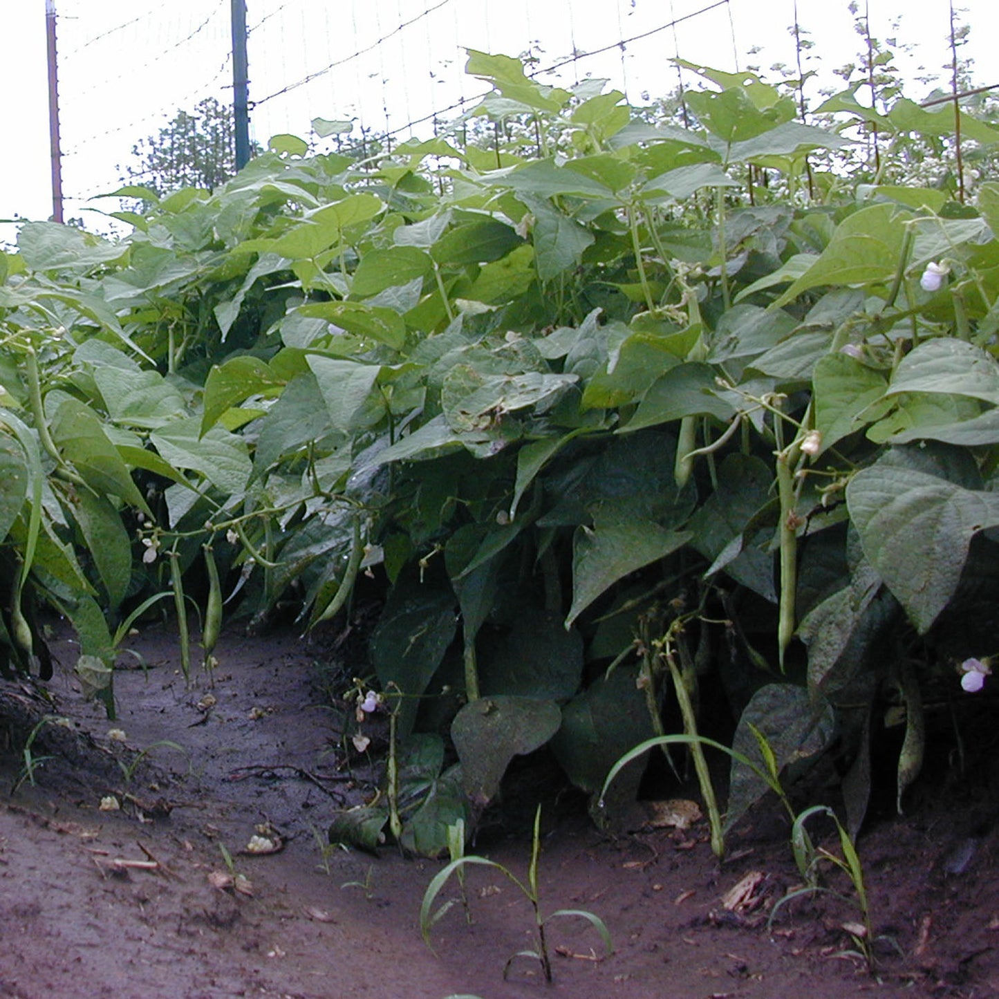Rarámuri Canario