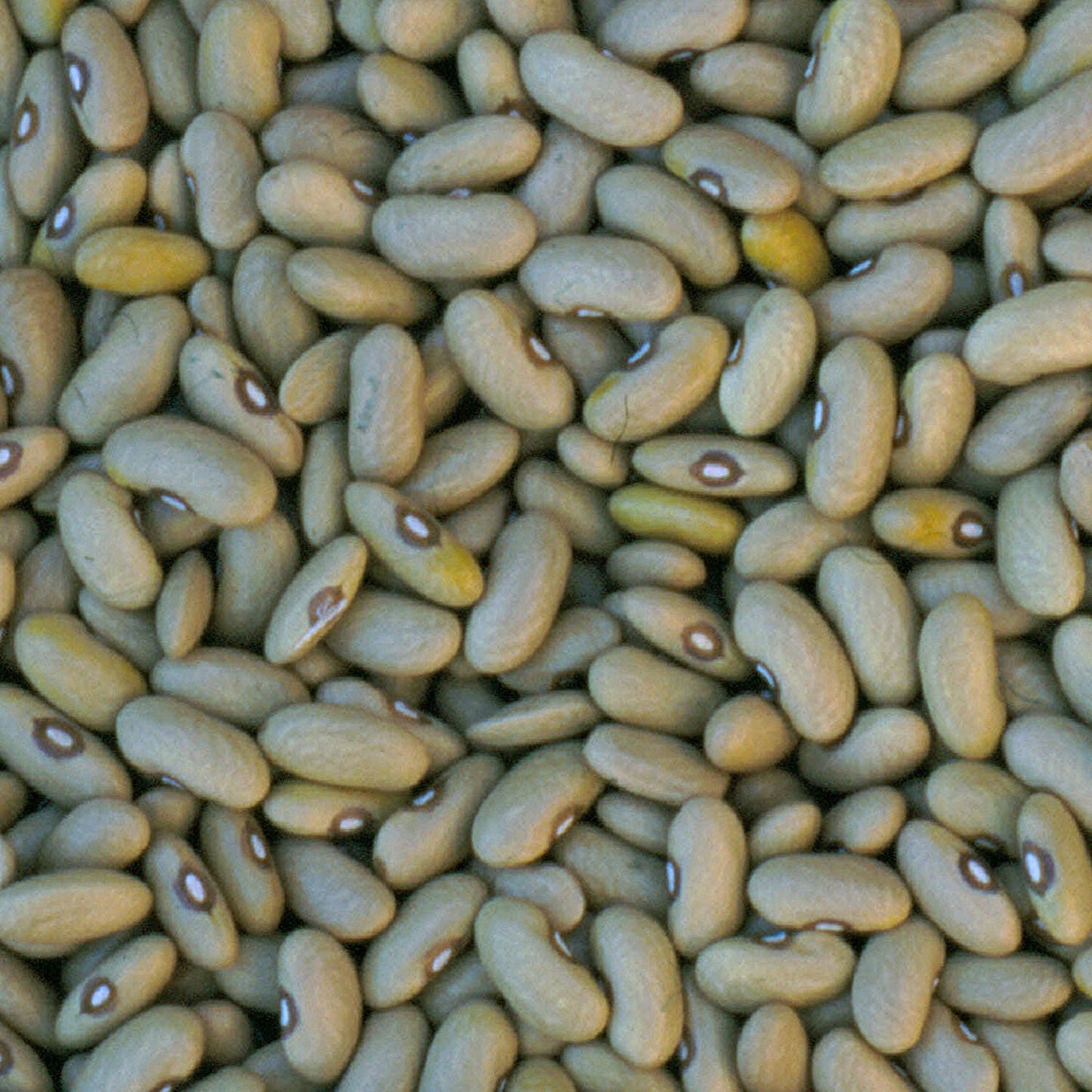 Rarámuri Canario