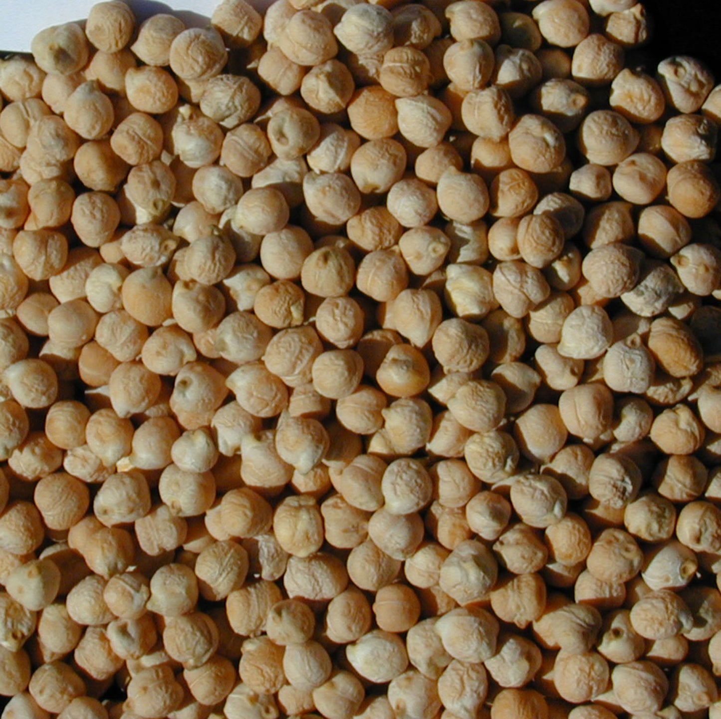 Rarámuri Garbanzo