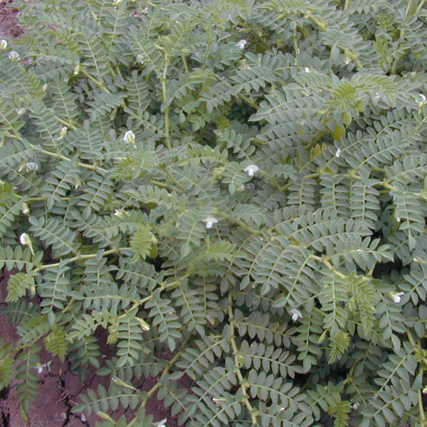 Rarámuri Garbanzo