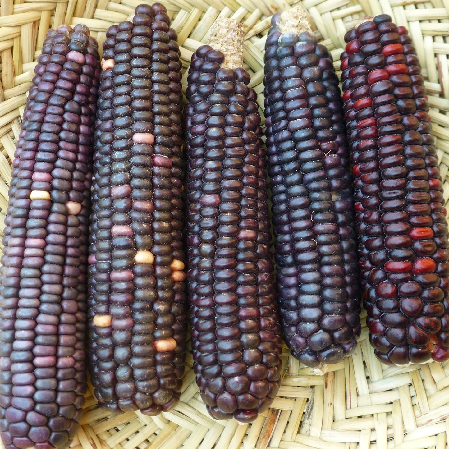 Sunuku Choriwame
