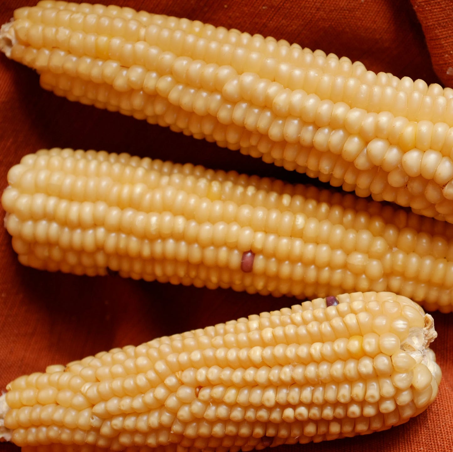 Rarámuri Pepitillo