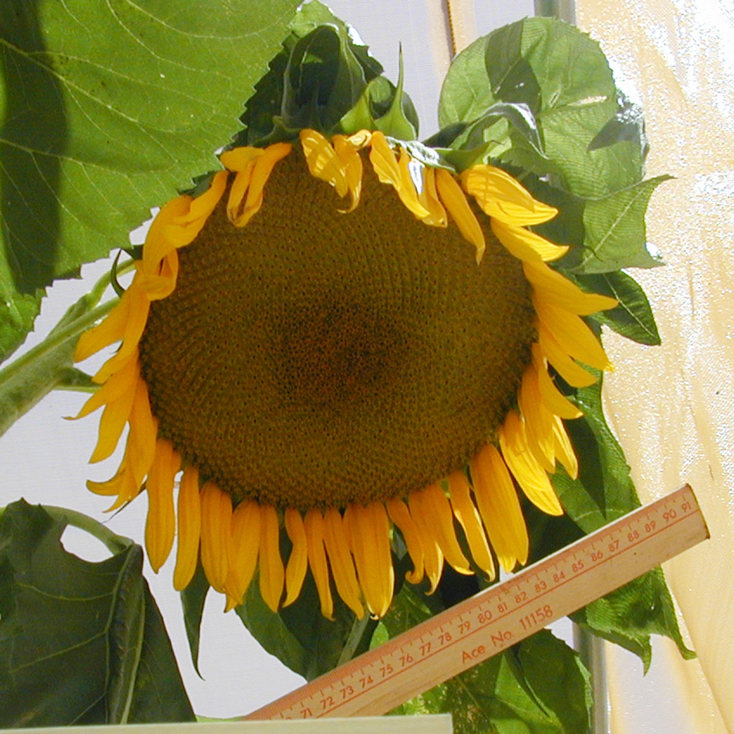 Rarámuri White