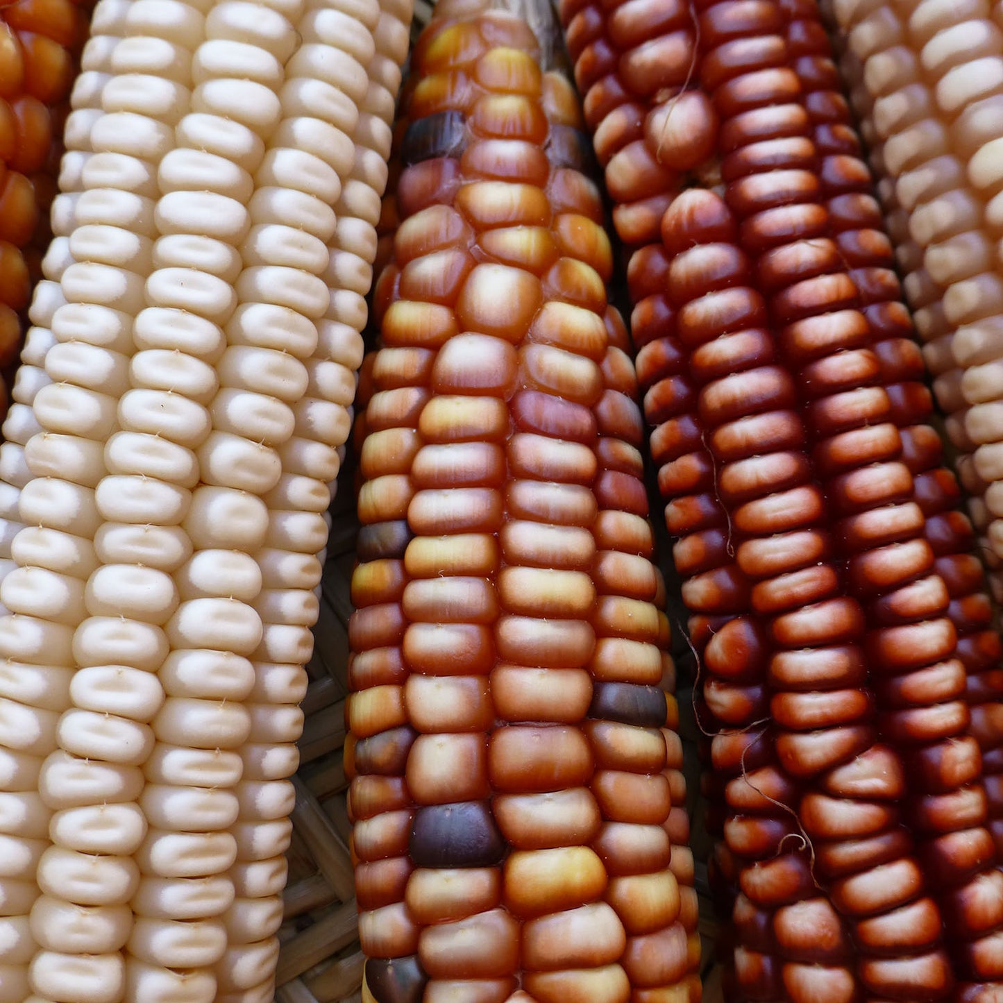 Rarámuri Maiz Caliente