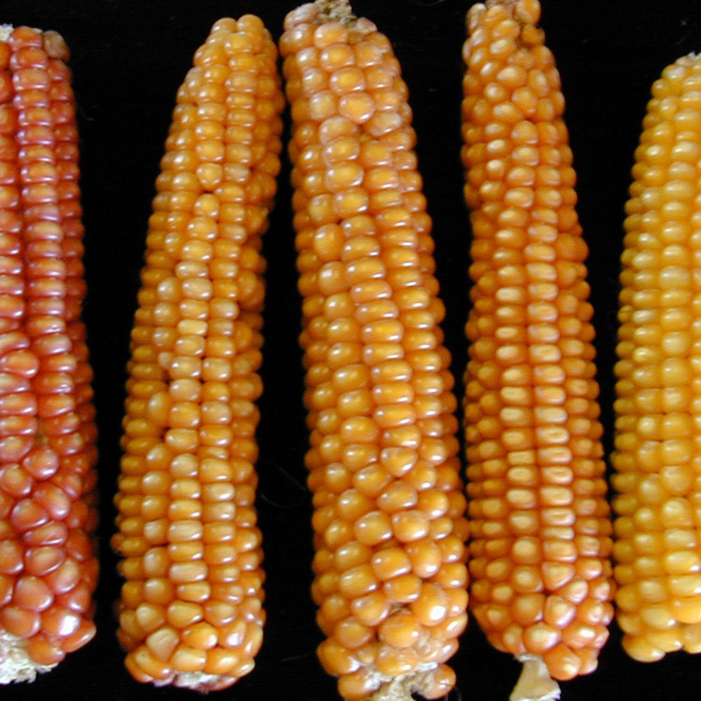 Rarámuri Yellow Apachito