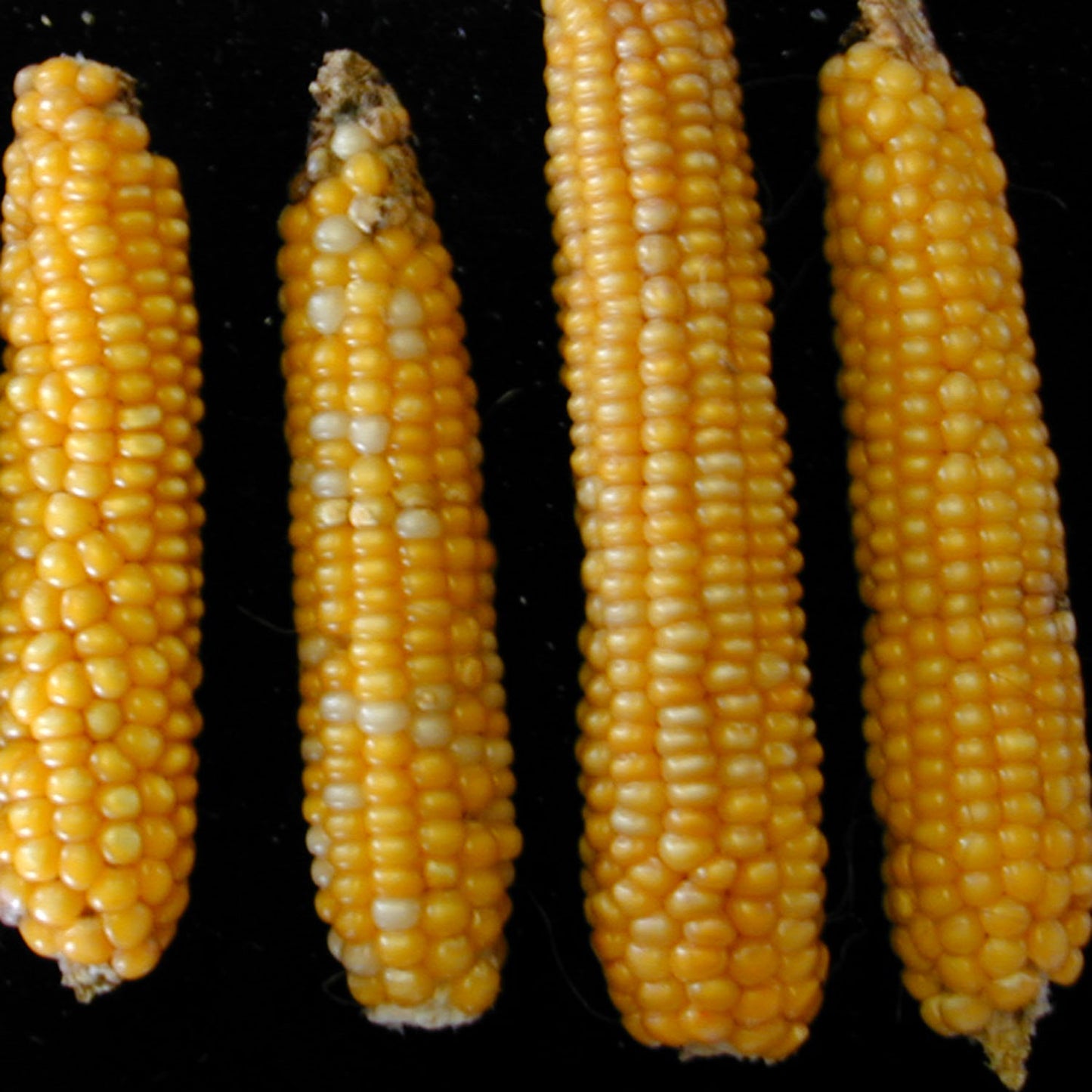 Rarámuri Yellow Apachito