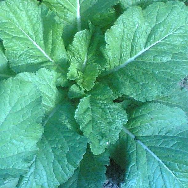 Tendergreen Mustard