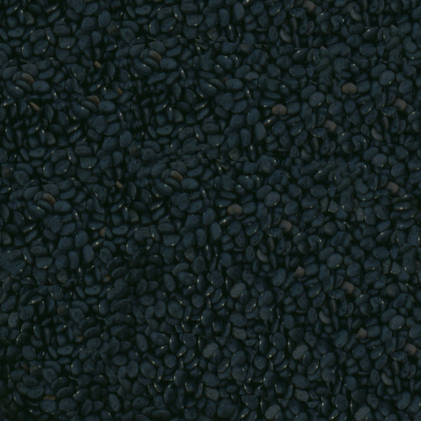 Organic Black Tepary Beans - Heirloom, Non-GMO