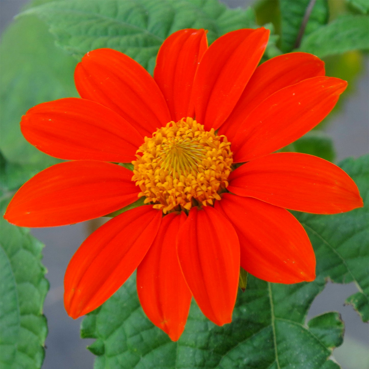 Vigorous plants thrive in hot, dry weather. Can grow up to 72” tall, and produces showy bright orange flowers; You may find occasional plants with yellow or red flowers. Blooms midsummer to first hard freeze. Attracts beneficial insects. Though this plant is not native to the Southwestern U.S. we include it because of its cultural importance in the region.  Plant when the soil warms in the spring.