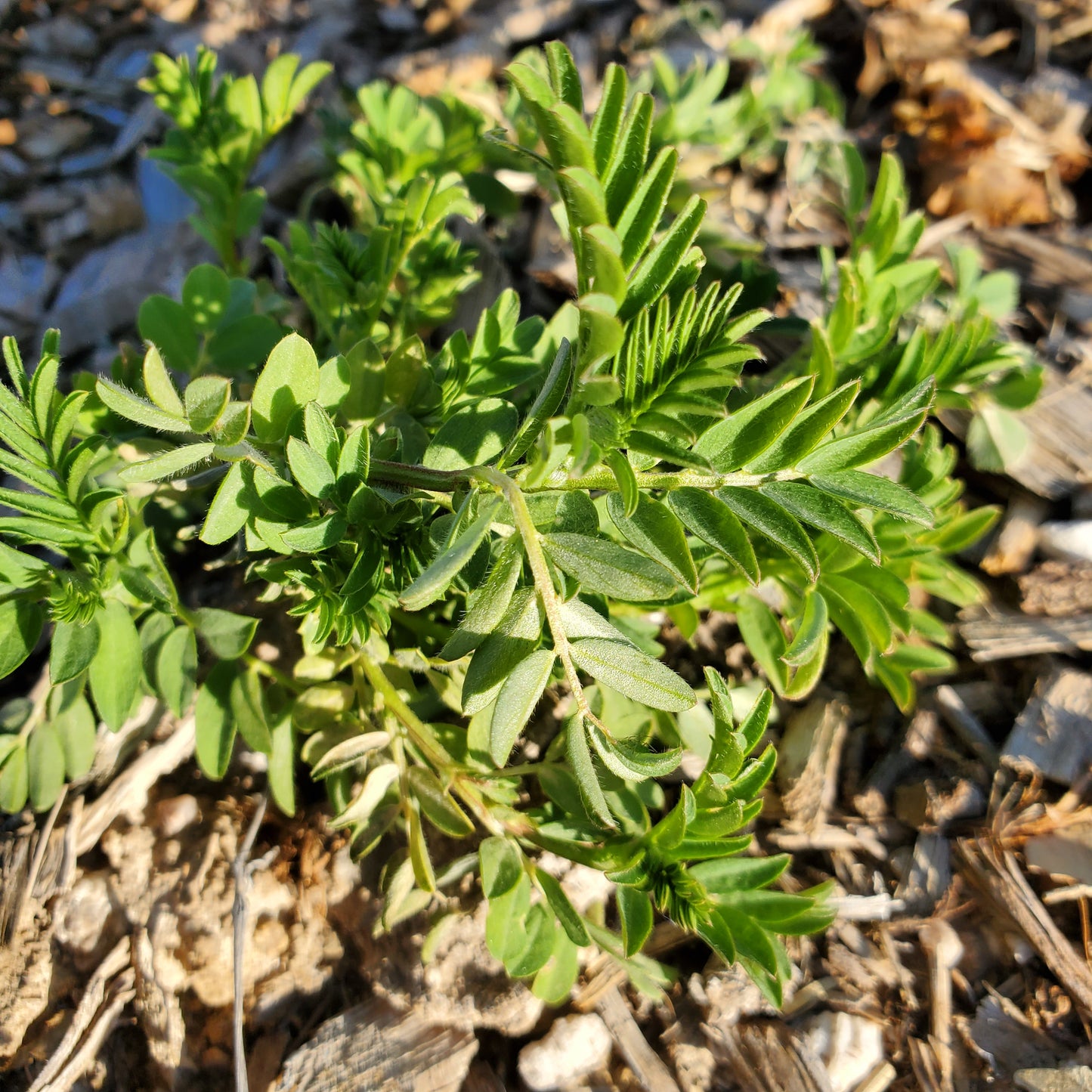 O'odham Lentil