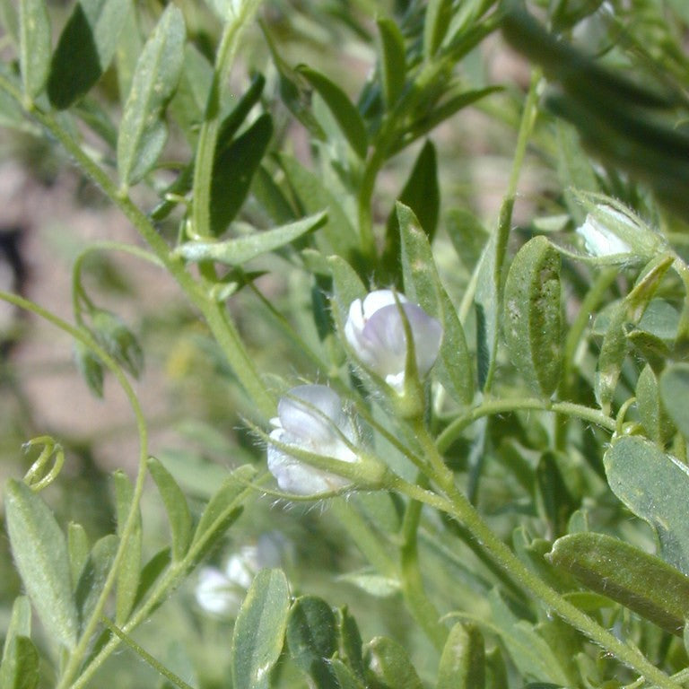 O'odham Lentil