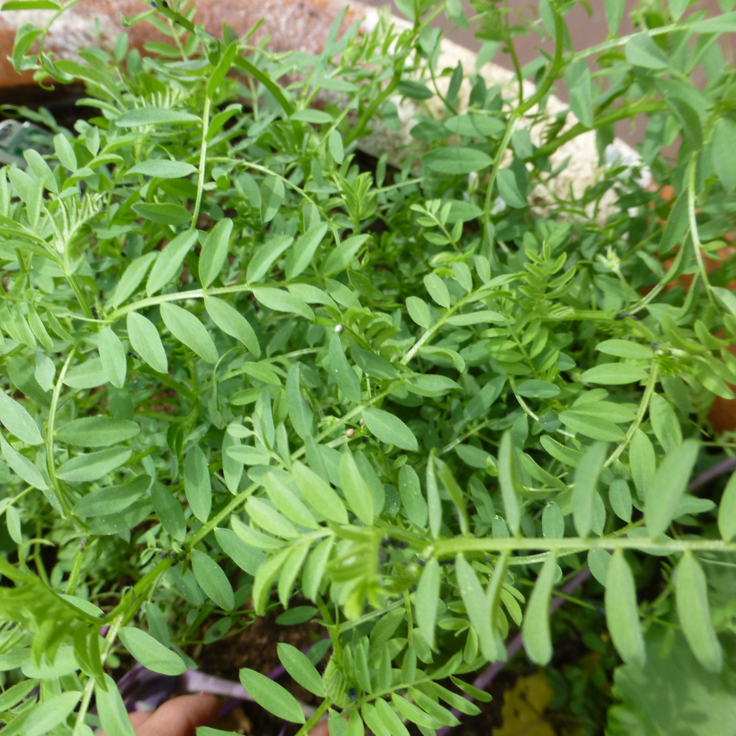 O'odham Lentil