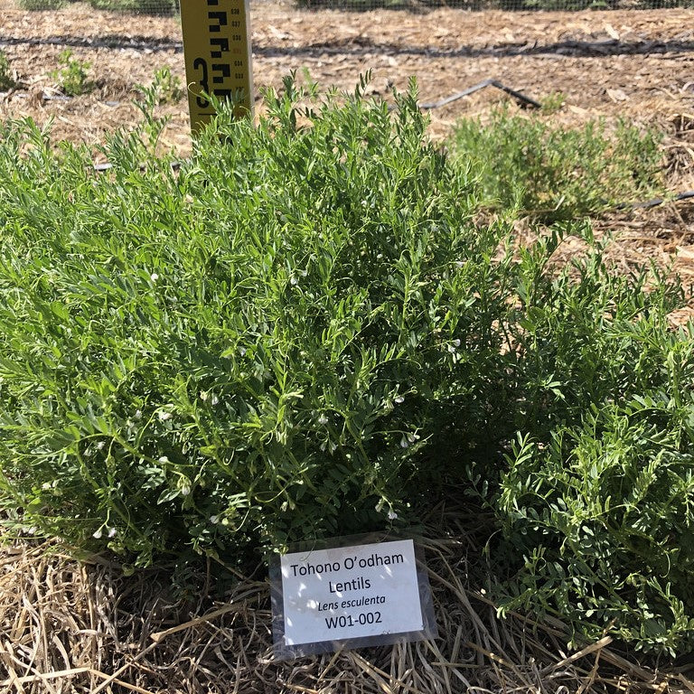 O'odham Lentil