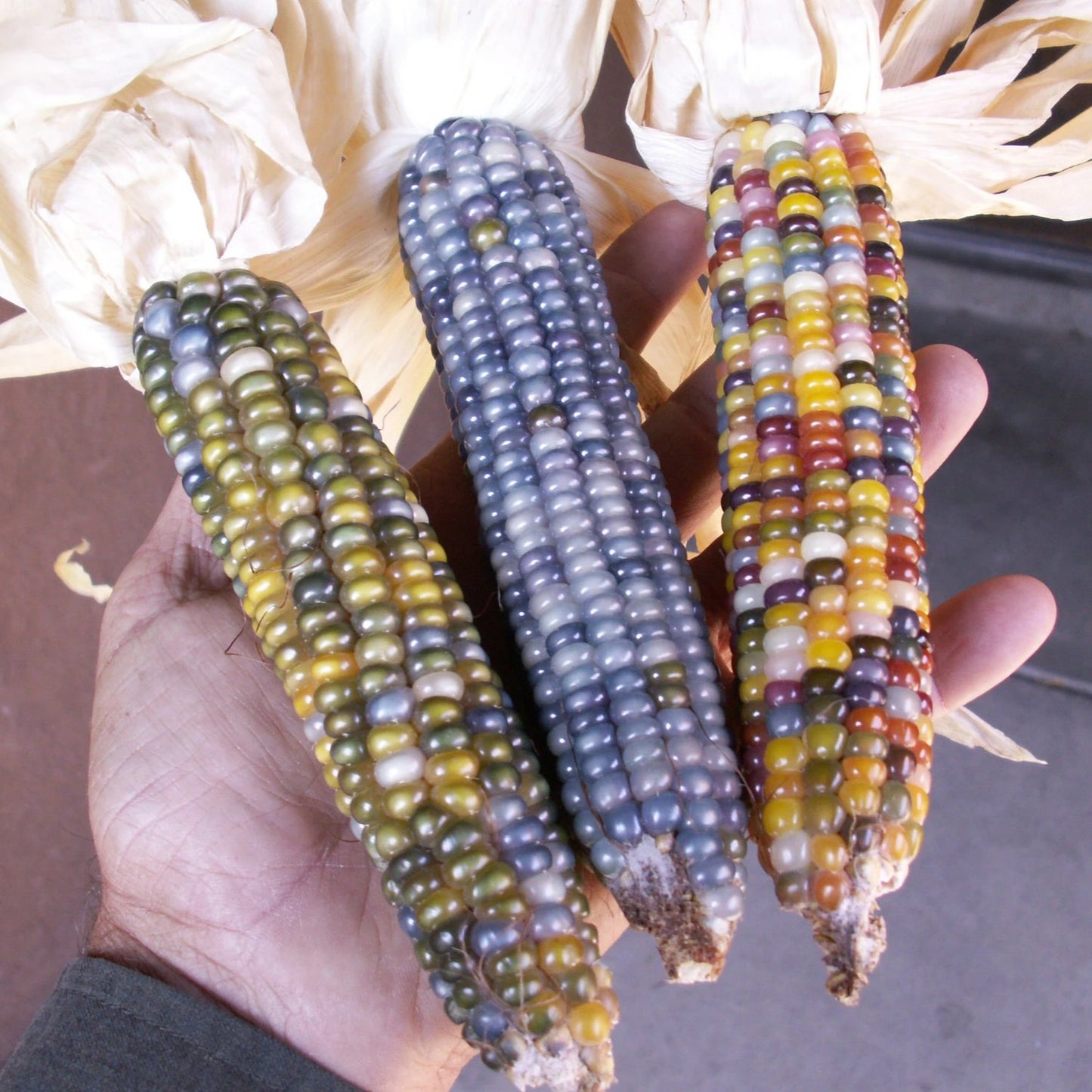 glass gem corn