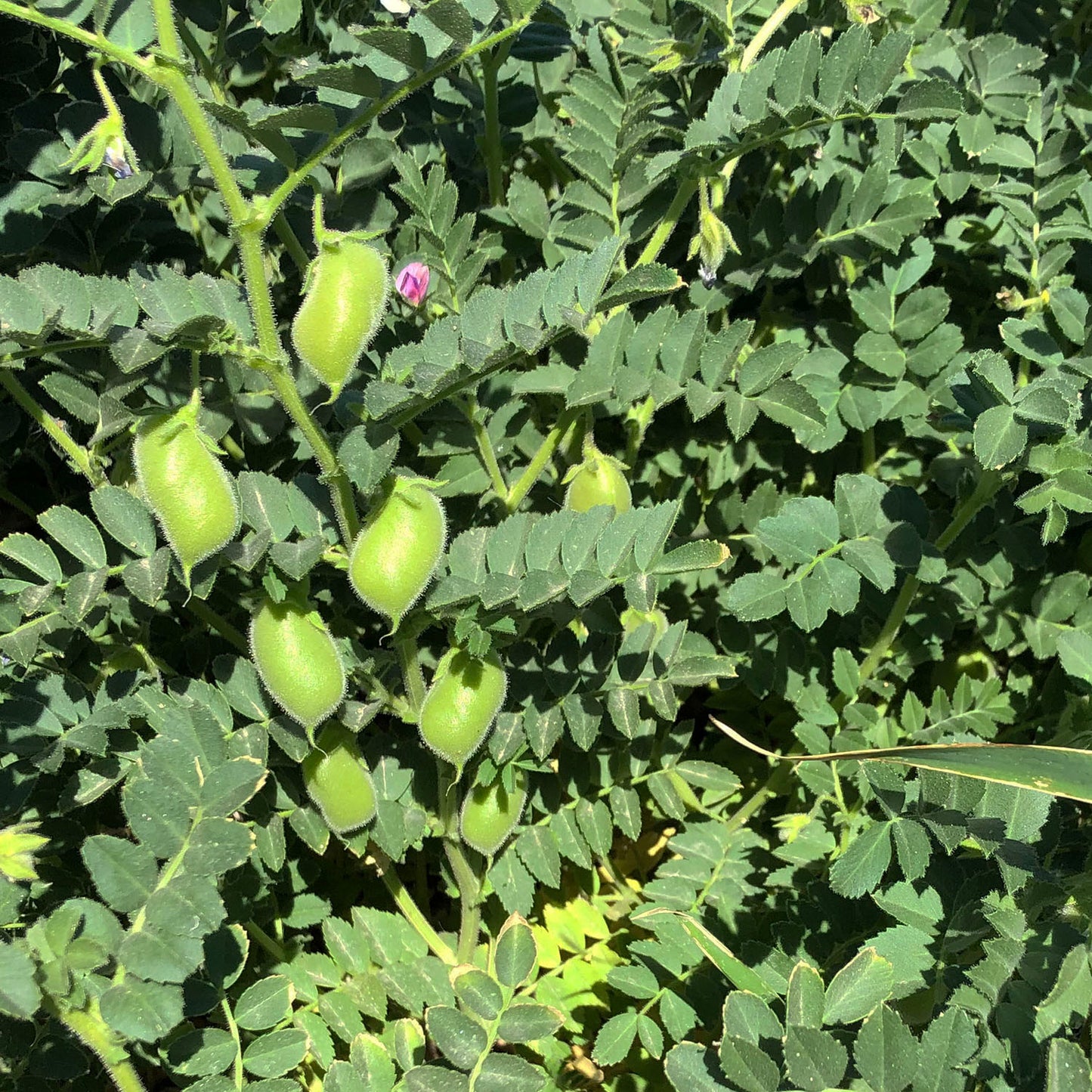garbanzo bean seeds