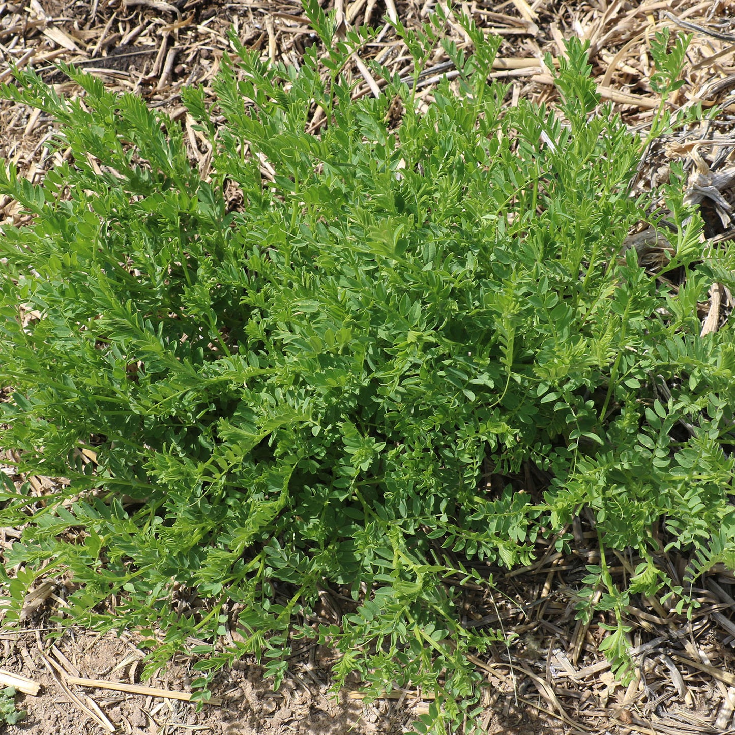 Vadito Lentil