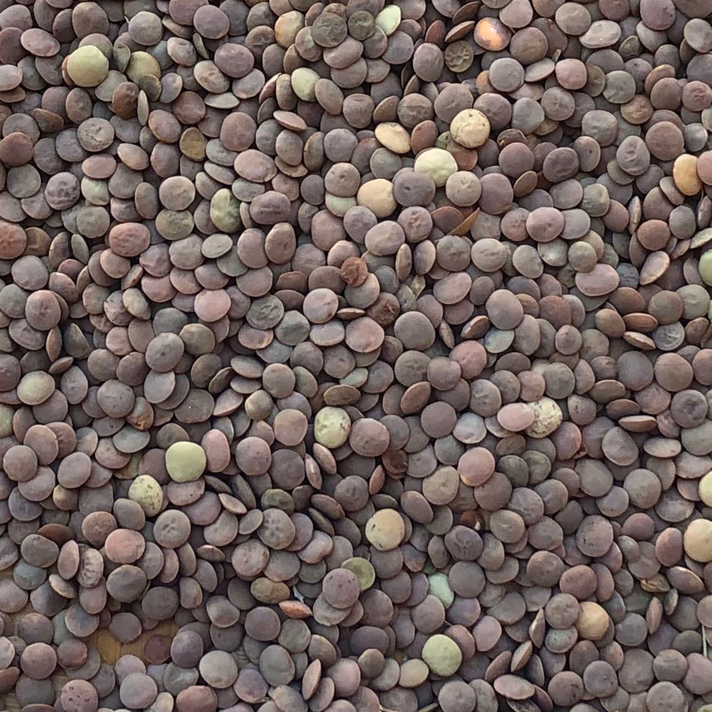 Vadito Lentil