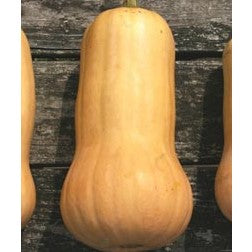 Waltham Butternut