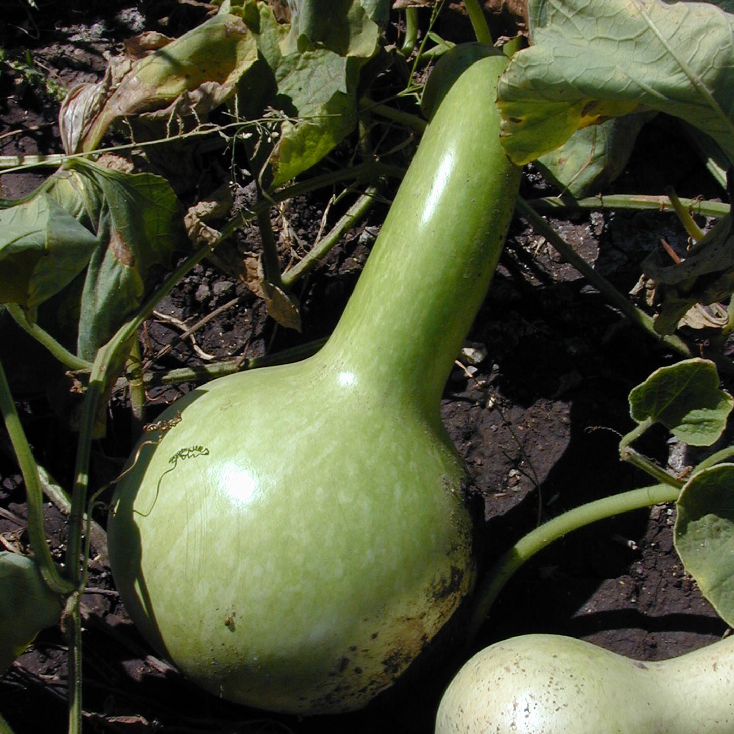 Wapko