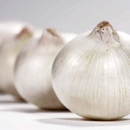 White Sweet Spanish