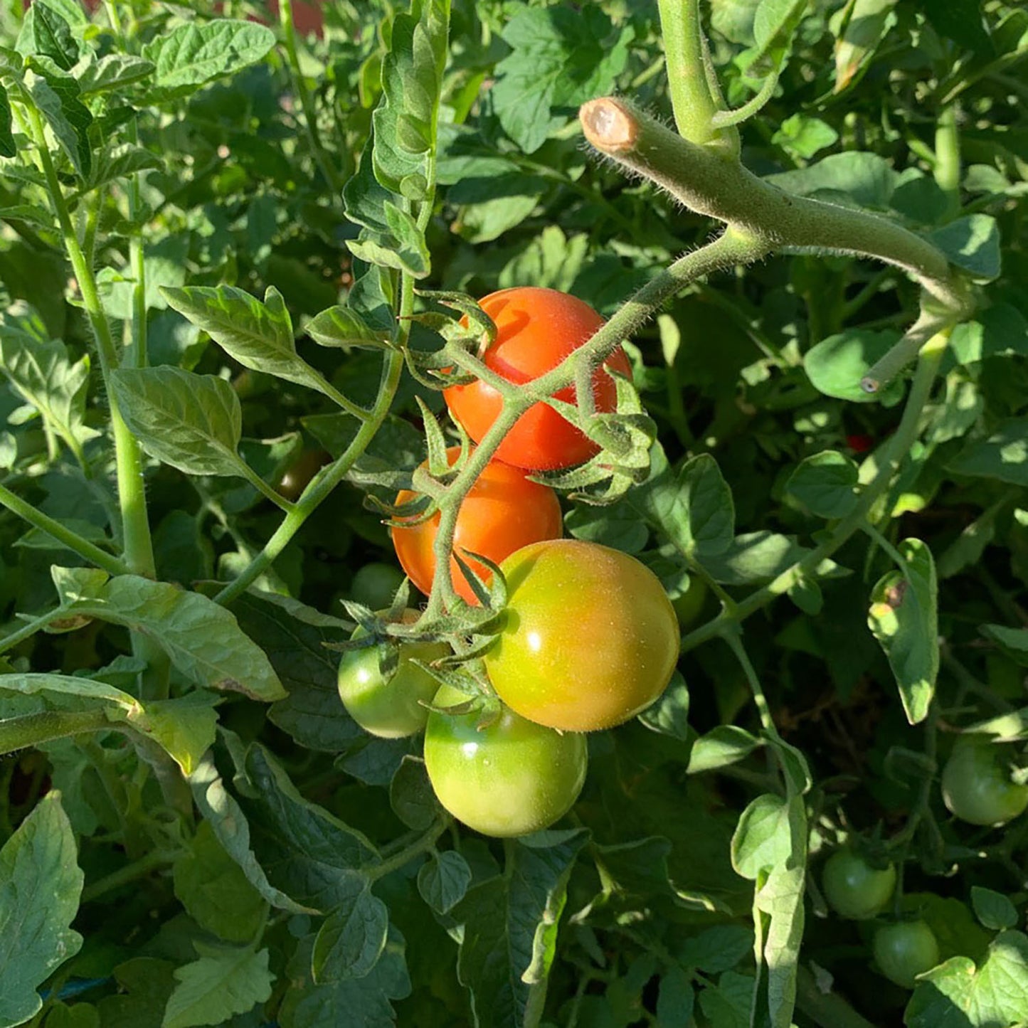Wickenburg - Prescott Heirloom