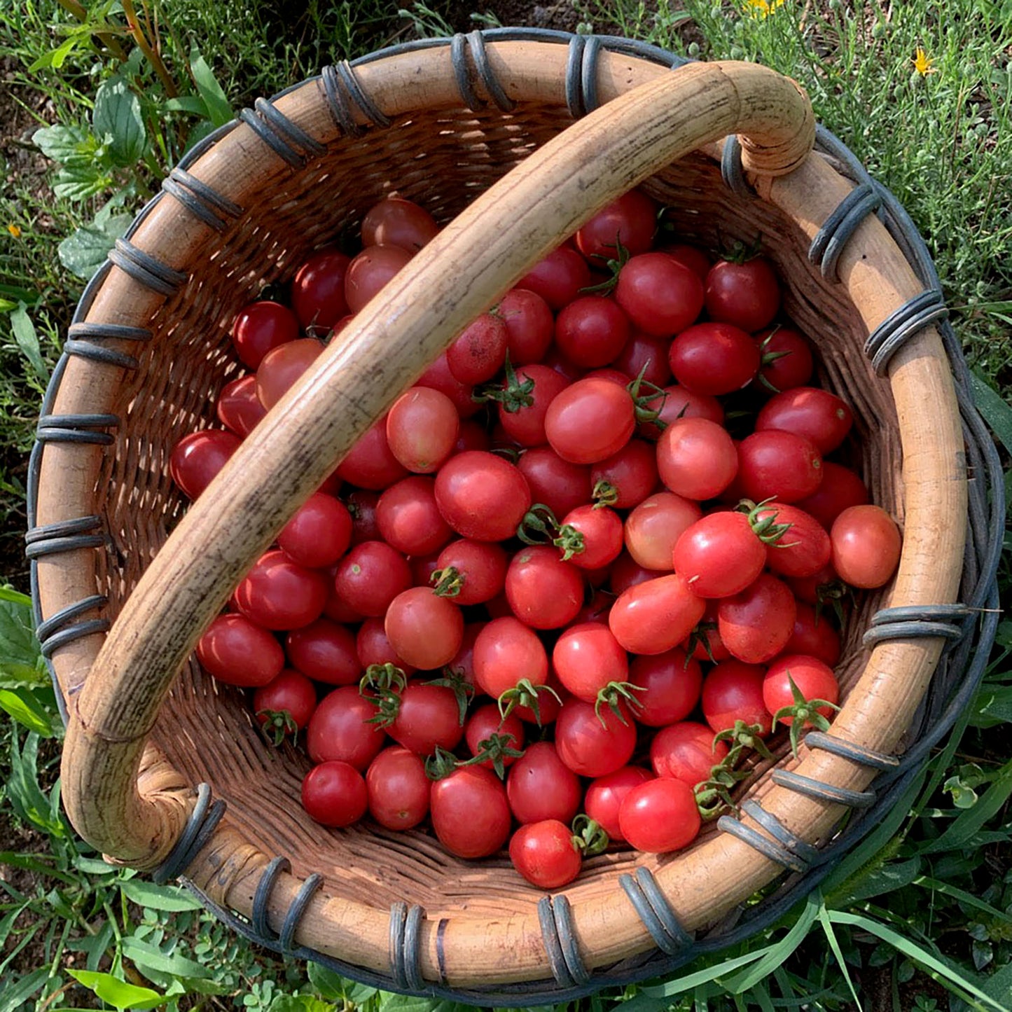 Wickenburg - Prescott Heirloom