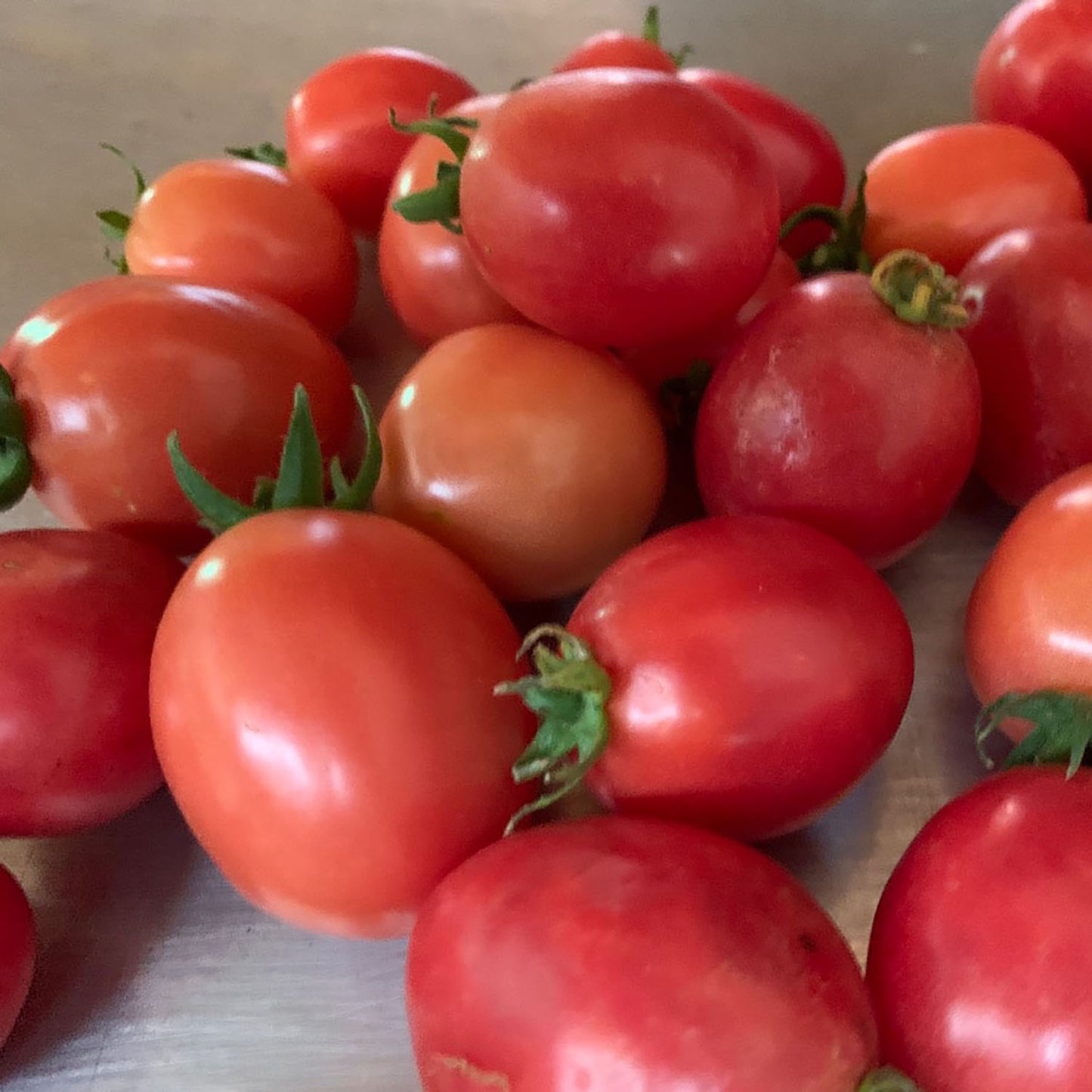 Wickenburg - Prescott Heirloom
