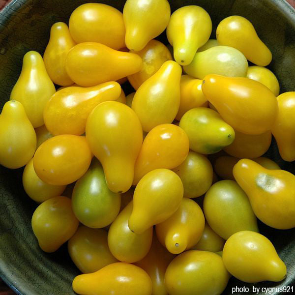 Yellow Pear Tomato