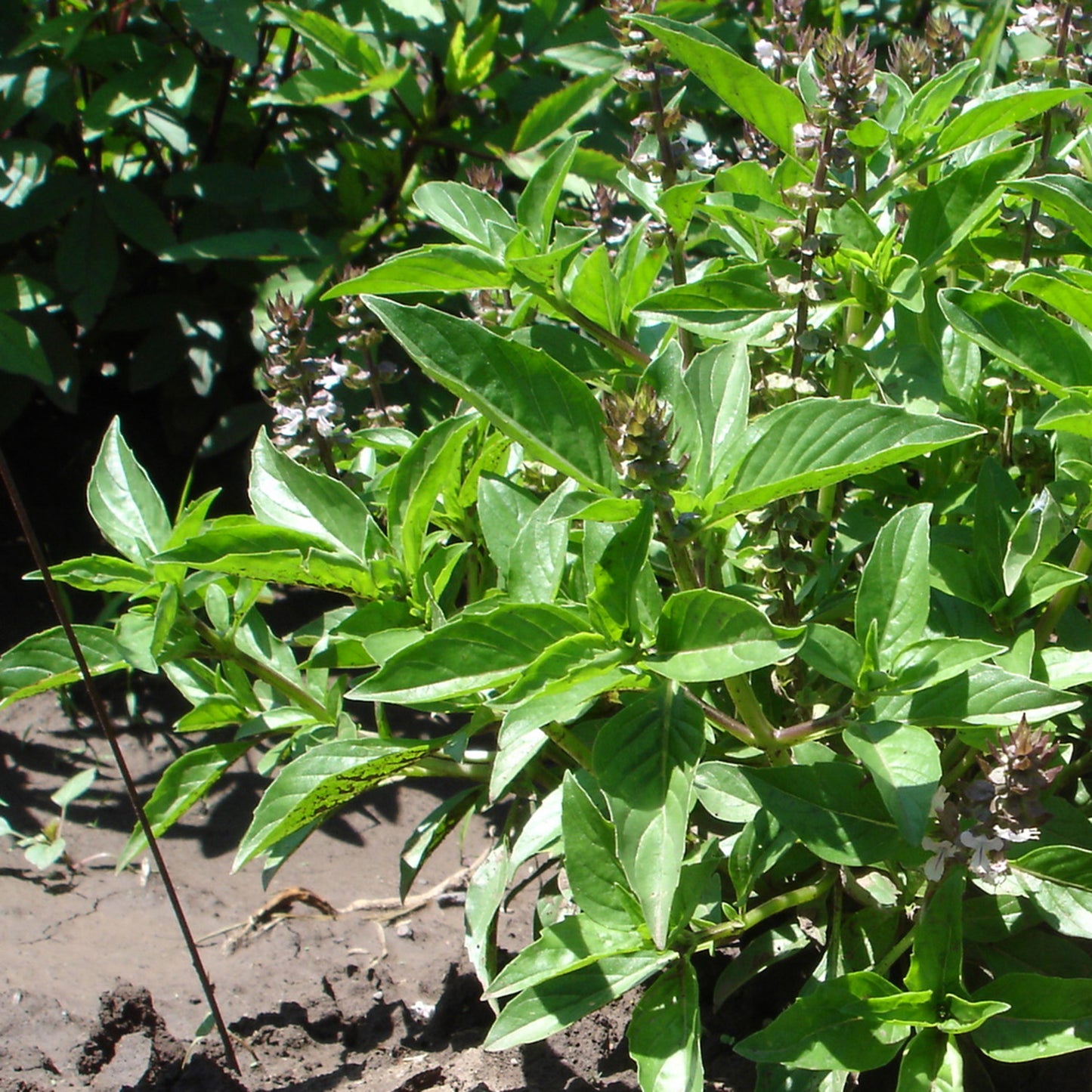 Alvaaka - Yaqui Basil