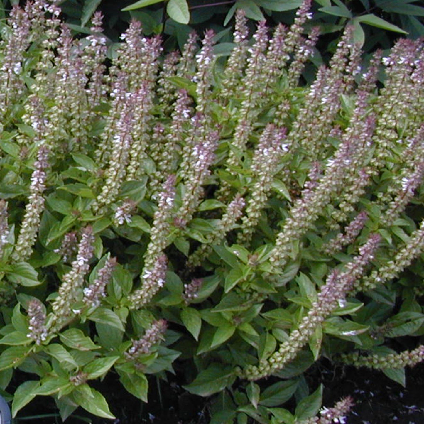 Alvaaka - Yaqui Basil