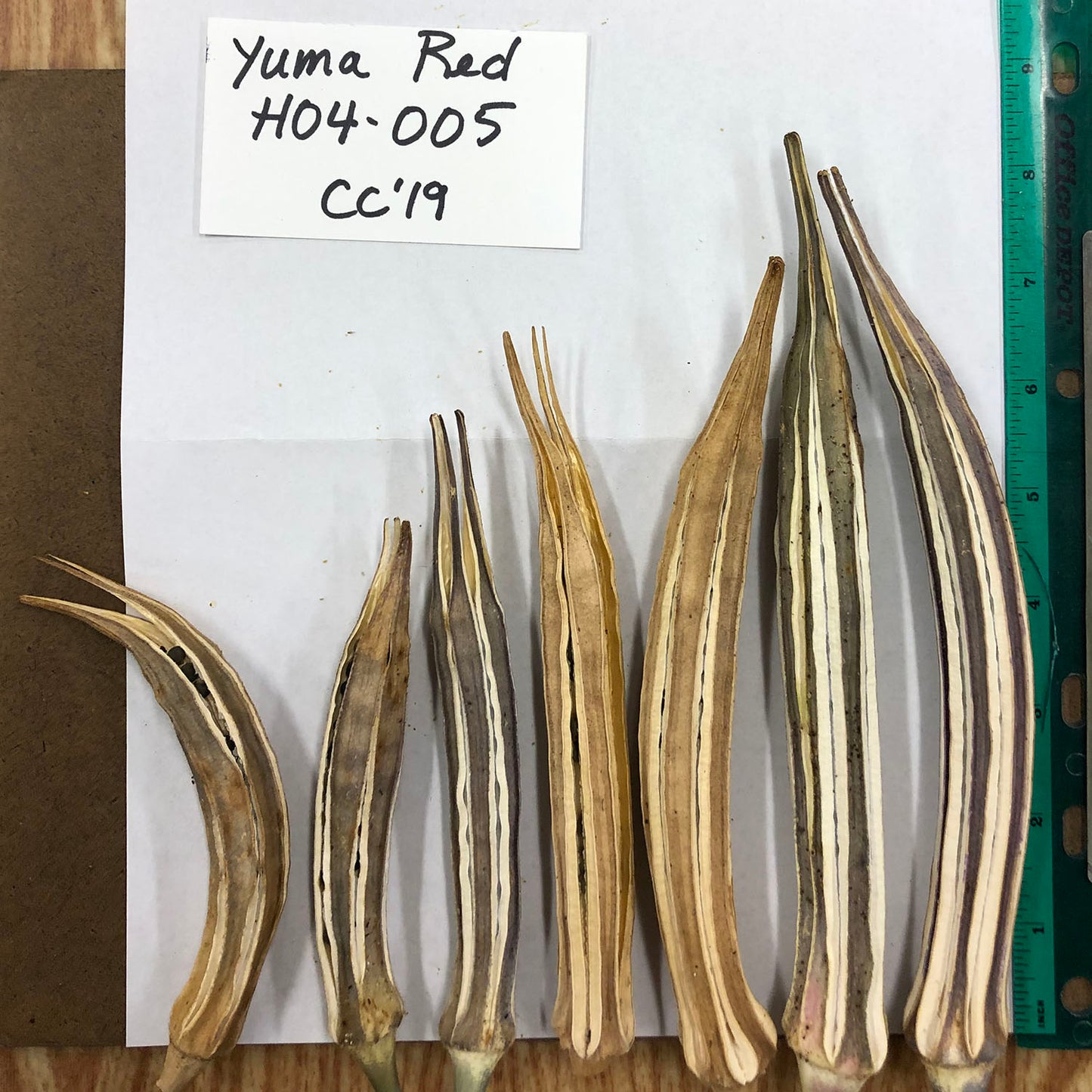 Yuma Red