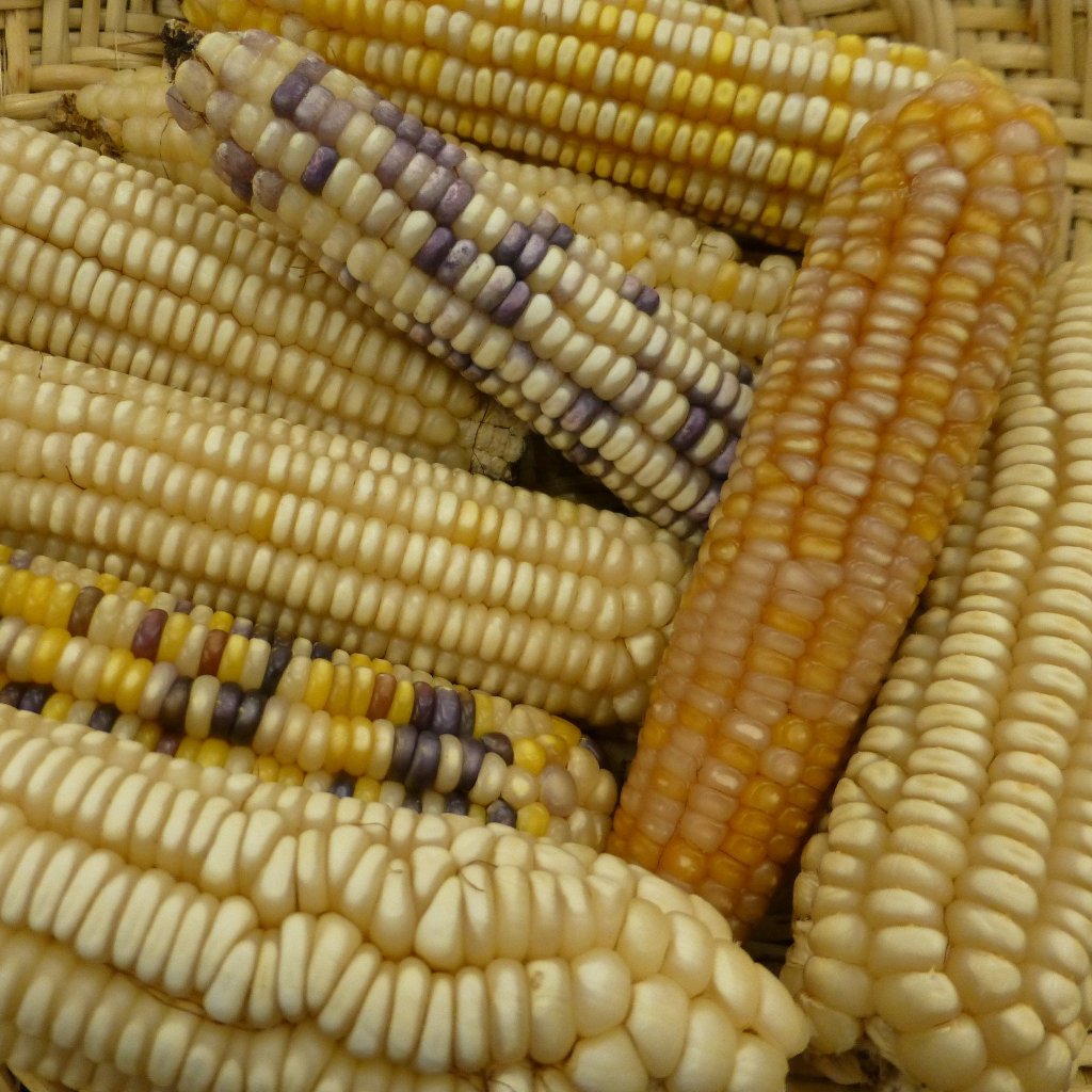 Onaveño