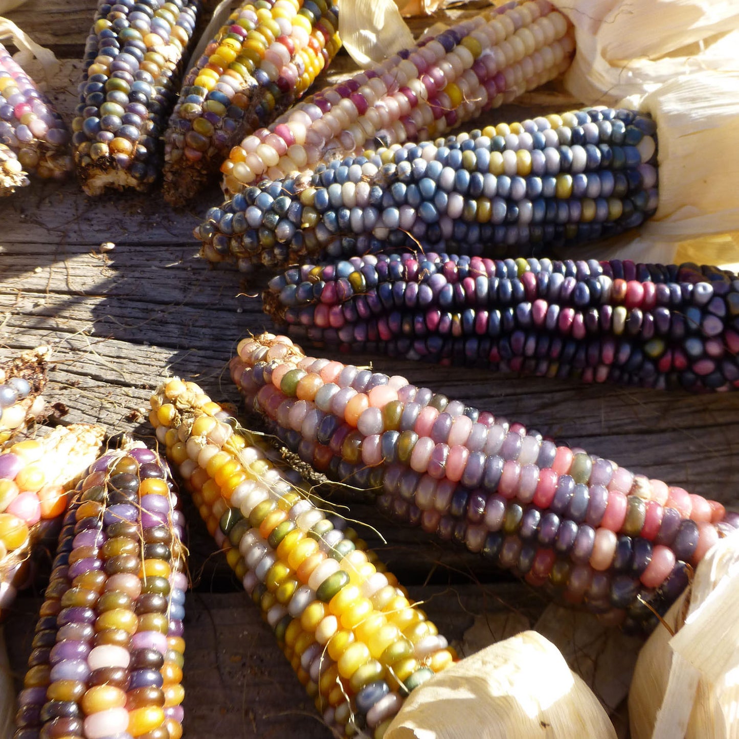 glass gem corn