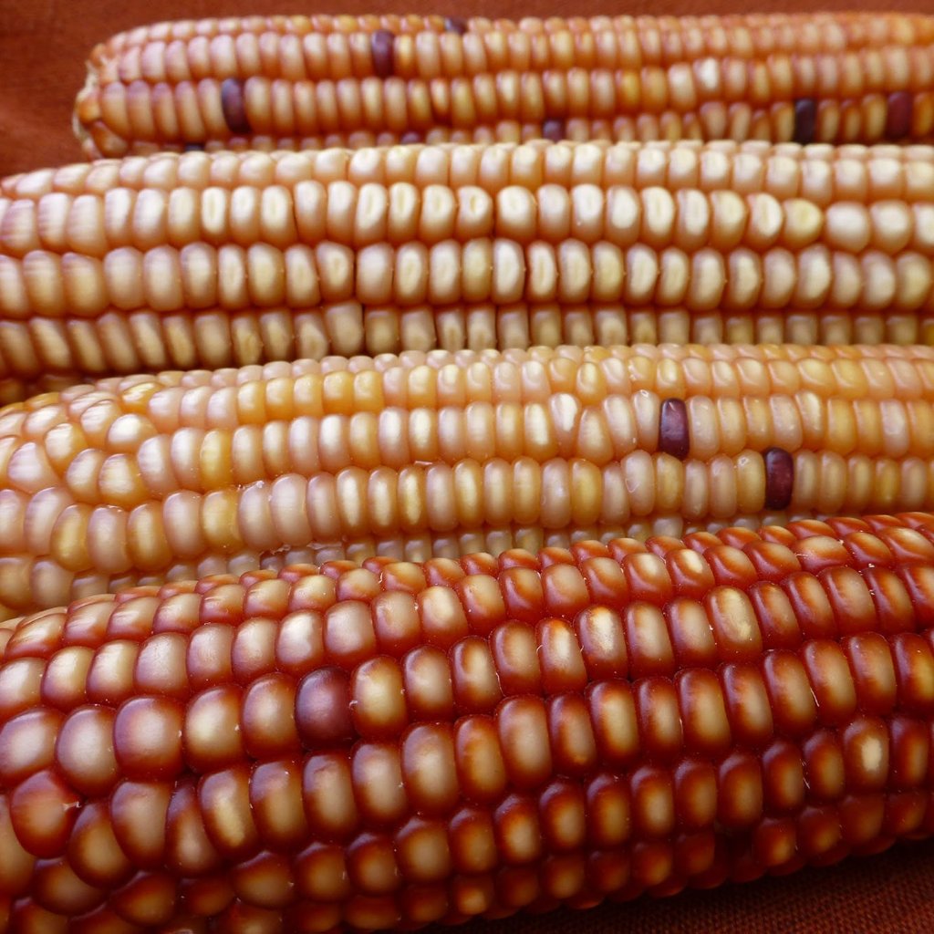 Rarámuri Maiz Caliente