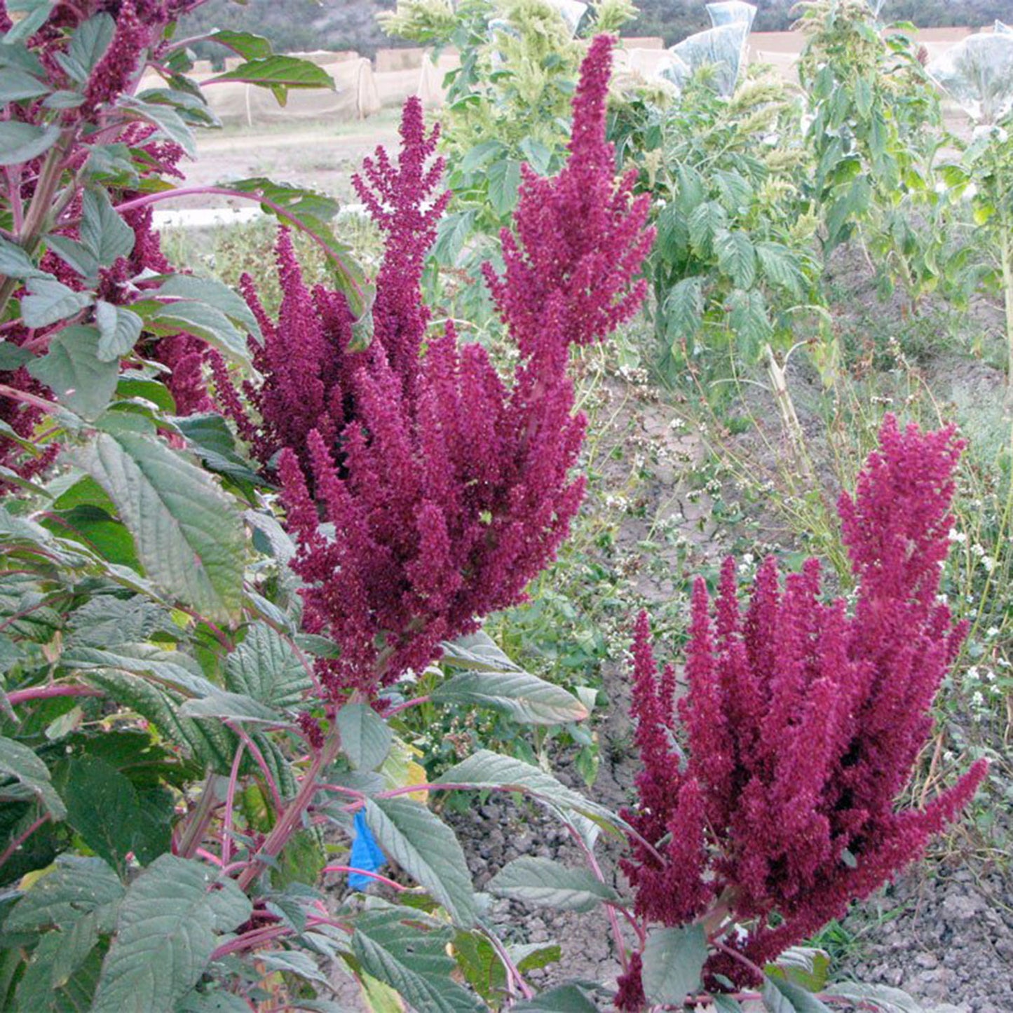 weywi cupelli amaranth