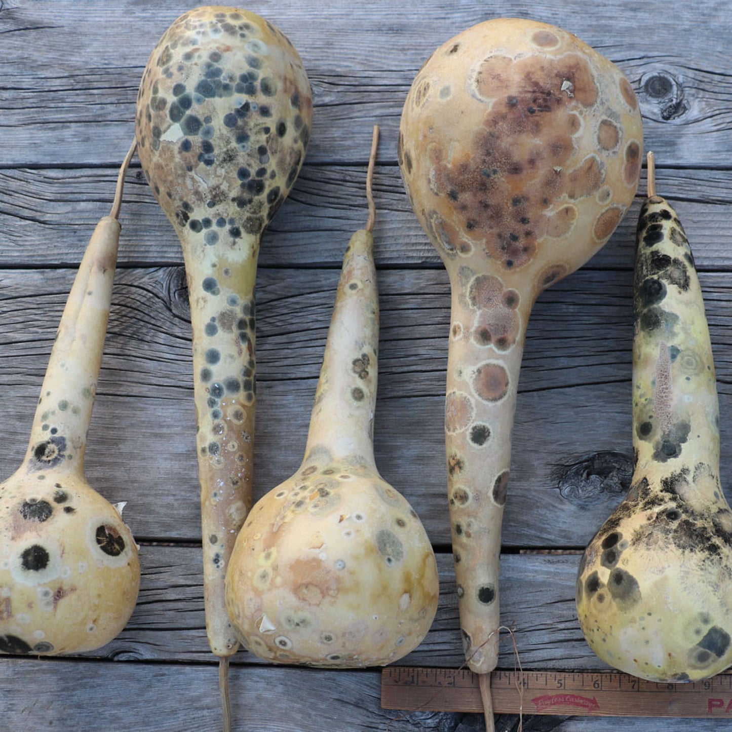 apache dipper gourds long handles