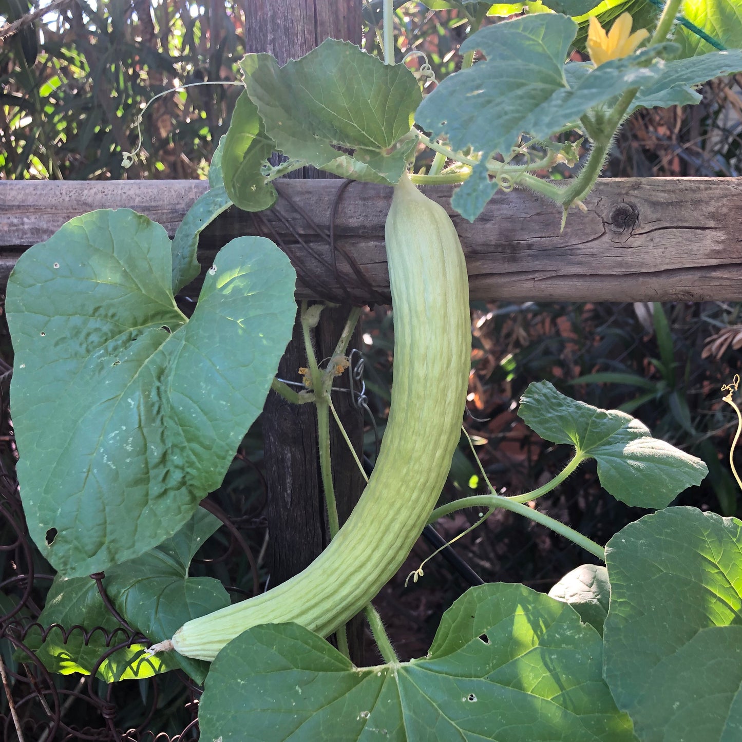 Armenian Yard Long