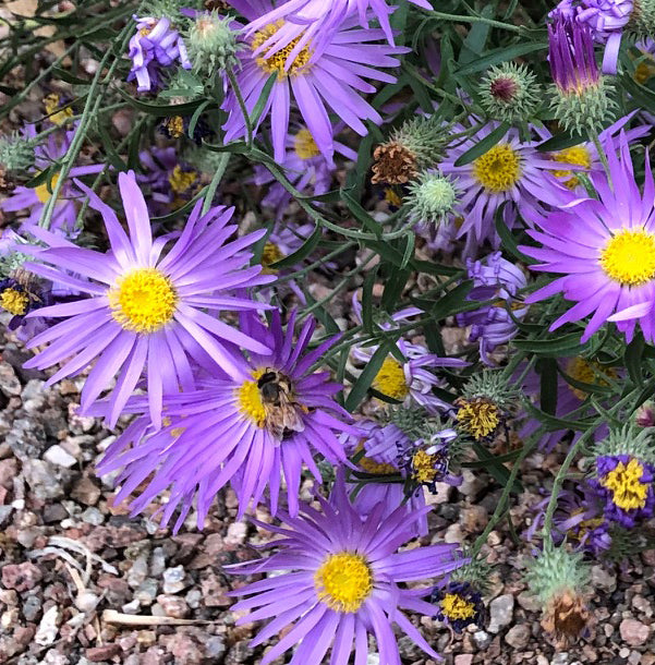 Monsoon - Fall Mix for Desert Native Bees