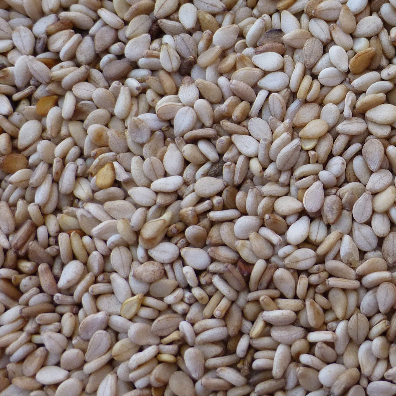 sesame seeds for planting