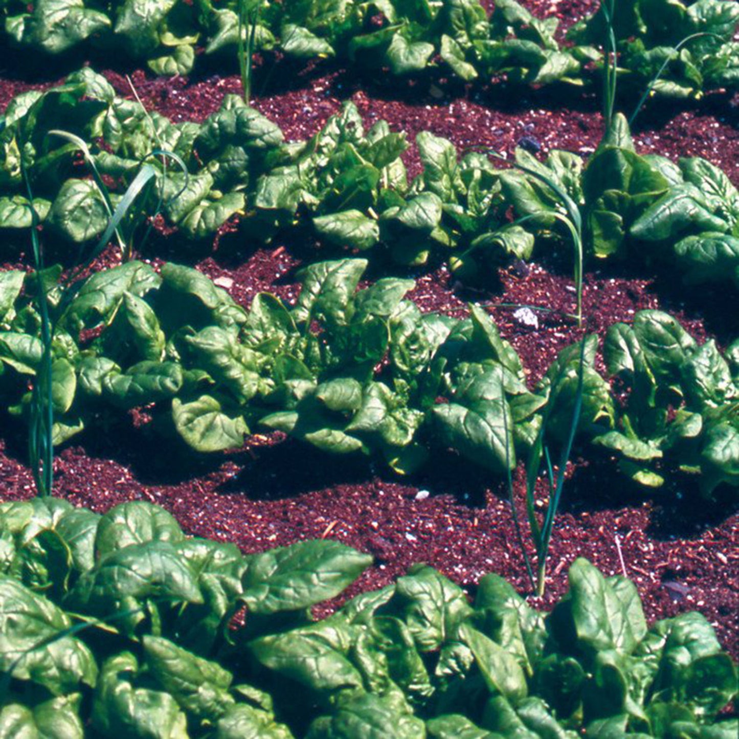 bloomsdale spinach good southwest winter crops