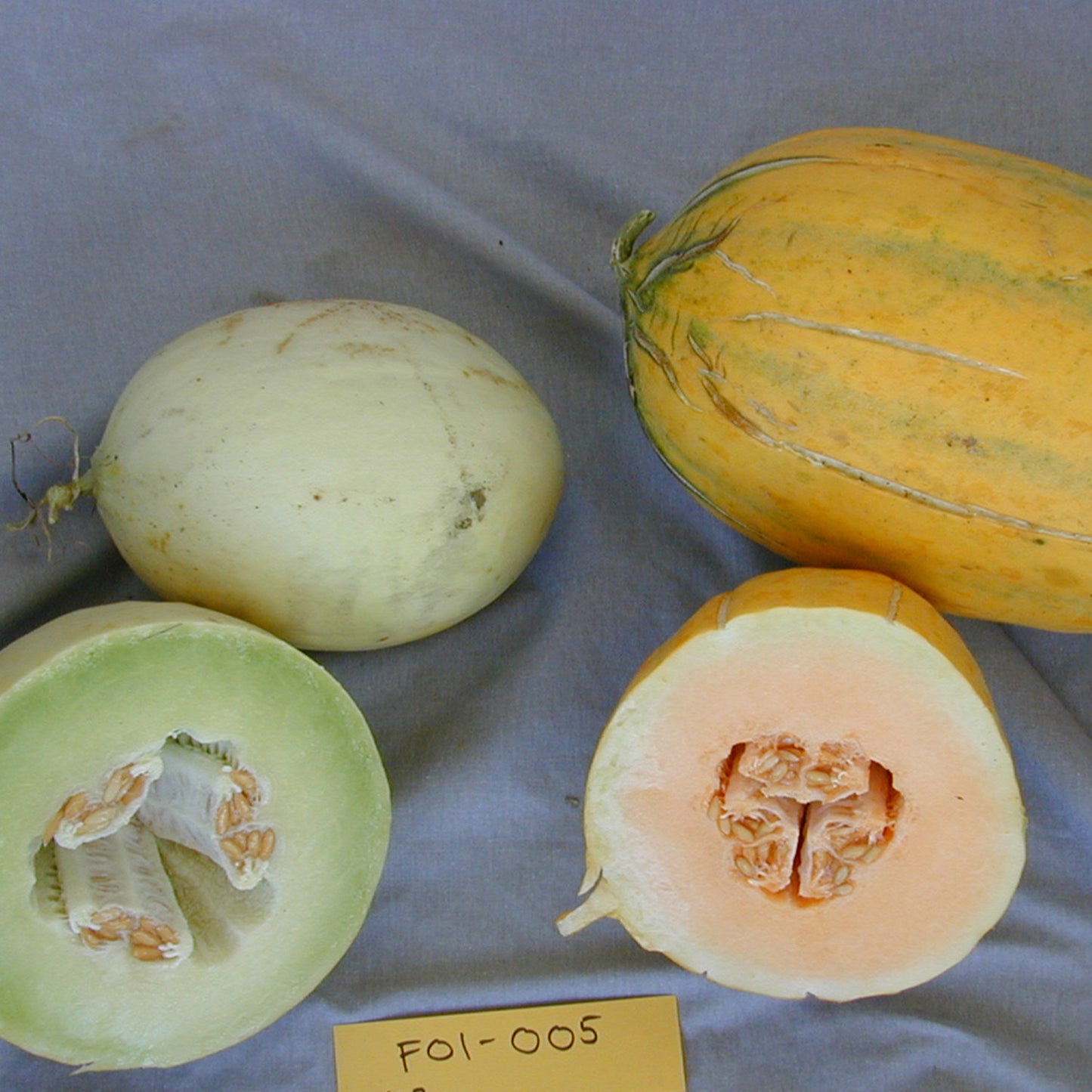 Cochiti Mix