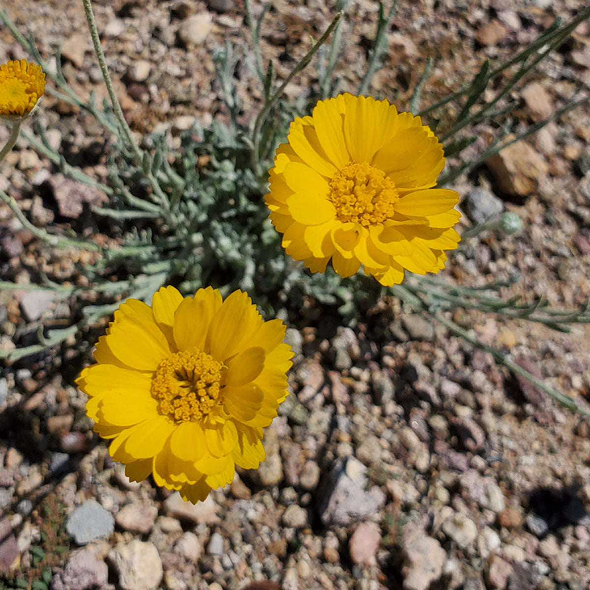 Desert Marigold