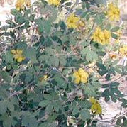 Desert Senna