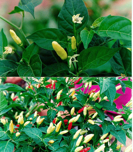 Tabasco
